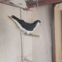 ۵عدد کبوتر|حیوانات|مشهد, امامیه (شهرک غرب)|دیوار