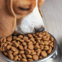 غذای خشک سگ