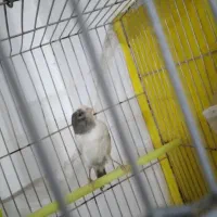 قناری ابلغ سفید کوتاه بلند زن