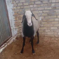 قوچ اصیل شال|حیوانات مزرعه|دشتابی, |دیوار