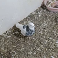 ۲جفت کفتر طوقی الماسی با ۵تا تکی|پرنده|یزد, |دیوار