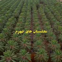 فروش انواع خرما درجه یک و درجه دو....