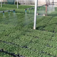 خریدار نشا فلفل دلمه ، بادمجان قلمی و هندوانه