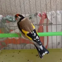 سهره نر  جوجه قفس