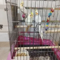 عروس هلندی