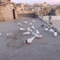 یک تیپ کبوتر