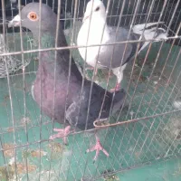 دوکت پلاکی و زرهی شکار