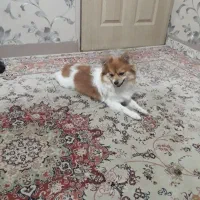 سگ پامر