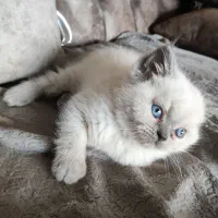 گربه|گربه|دزفول, |دیوار