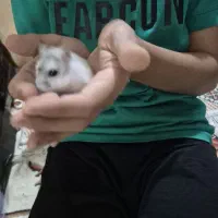 همستر|سگ|یزد, |دیوار