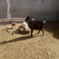 بره نر سبک|حیوانات مزرعه|ارسنجان, |دیوار