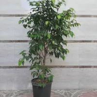 بنجامین|گل و گیاه طبیعی|رشت, جانبازان|دیوار