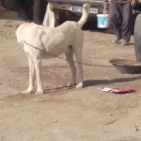 سگ فروش|سگ|جوین, |دیوار