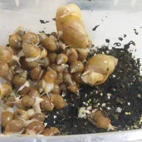 حلزون آرژانتینی|خزنده|اصفهان, بهارستان (مخابرات)|دیوار