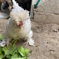 تخم نطفه دار پاکوتاه|حیوانات مزرعه|نوشین شهر, |دیوار