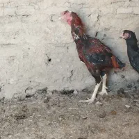 خروس لاری اصیل