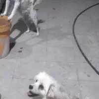 گمشده دو عدد سگ