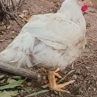 خروس درشت مخصوص قربانی خوش گوشت طعم