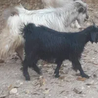 فروش گهر و بز چاق سرحال با قیمت خوب|حیوانات مزرعه|یاسوج, |دیوار