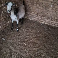 یک راس بز دورگ ابستن سنگین|حیوانات مزرعه|اردکان, |دیوار