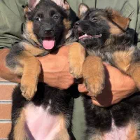 ژرمن شپرد،موبلند،موکلاسیک