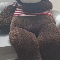 خرس بزرگ پولیشی