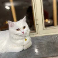 پرشین ماده۶ماهه