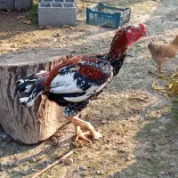 خروس لاری اصیل|حیوانات مزرعه|ماسال, |دیوار