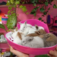 خرگوش لوپ لپ ناز و زیبا|موش و خرگوش|محمودآباد, |دیوار