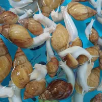 حلزون آچیچینا ی آفریقایی|خزنده|تهران, دبستان|دیوار