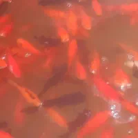 فروش تعدادی ماهی گلفیش عروس و تلسکوپی و کوی