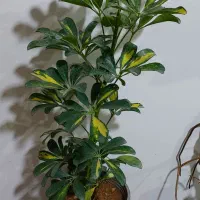 گل های آپارتمانی|گل و گیاه طبیعی|الشتر, |دیوار