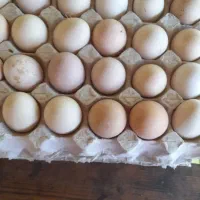 تخم مرغ محلی