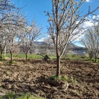 خدمات شخم زنی