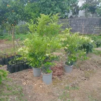 فروش گل یاس