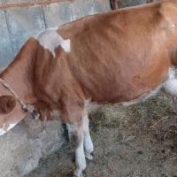 گاو همراه با گوساله