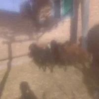 گوسفند زنده نر|حیوانات مزرعه|مرند, |دیوار