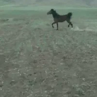 مادیون شجره دار
