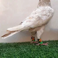 سار هفت‌ رنگ طلایی|پرنده|مشهد, ویلاشهر|دیوار