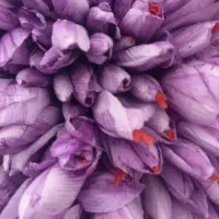 گل تربت حیدریه درجه یک