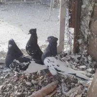 کبوتر معلقی|پرنده|رفسنجان, |دیوار