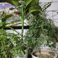 گل وگیاه|گل و گیاه طبیعی|نورآباد ممسنی, |دیوار