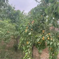 باغ ویلا معین آباد