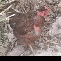 دوعدد مرغ تخمگذار یکی گردن لخت یکی ریشی