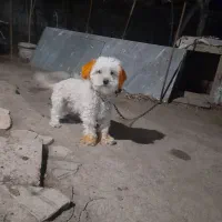 سگ پاکوتاه|سگ|اردبیل, |دیوار