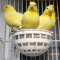 قناری|پرنده|رامهرمز, |دیوار