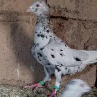 هفت رنگ|پرنده|روداب, |دیوار