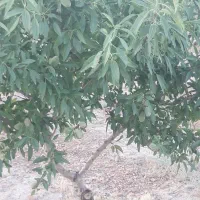 باغ|فروش دفتر صنعتی، کشاورزی، تجاری|تیران, |دیوار