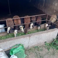 گوسفند زنده