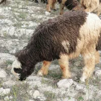 فروش 15 راس بره نر سبک مخصوص پروار و 8میش بره دار